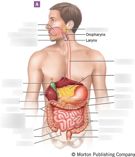 AP 2 Lab Digestive Diagram Quizlet