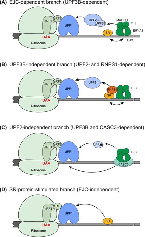 The Branched Nature Of The Nonsense Mediated Mrna Decay Pathway Pmc