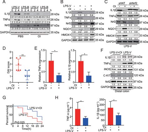 Overabundance Of Veillonella Parvula Promotes Intestinal Inflammation