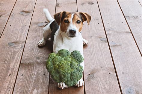 Dog Nutrition: The Ultimate Guide to a Balanced Diet