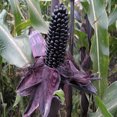 Purple Corn A Unique And Nutritious Addition To Your Garden