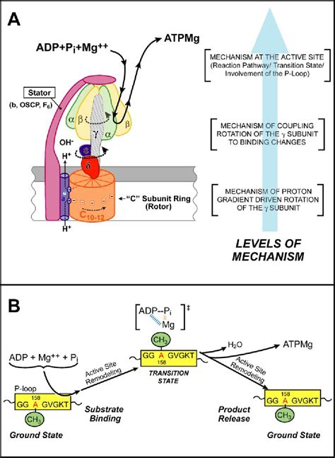 Figure 1 From Mitochondrial Atp Synthase Semantic Scholar