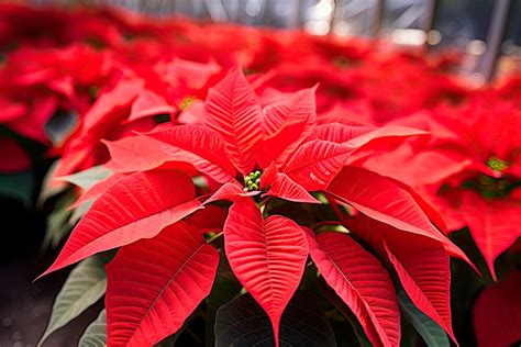 Unveiling The Rich Tapestry Of Red Poinsettias A Christmas Tradition