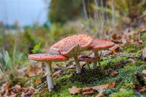 Bed Ek Eps Komarnicy Pieczarka Nad Wektorowym Biel Amanita Ono