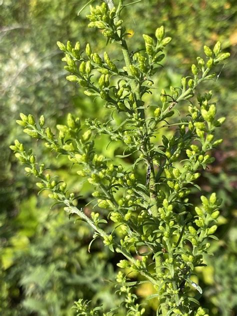 Showy Goldenrod From Guess Rd Durham NC US On September 10 2023 At