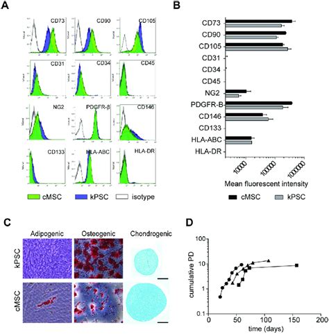 Characterization Of CMSCs A CMSCs Are Positive For MSC Markers CD73