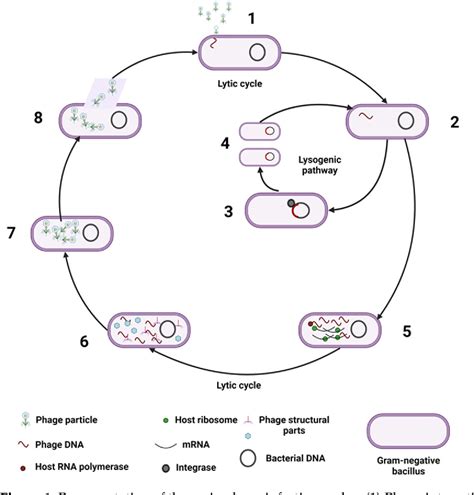 Figure 1 From The Human Gut Virome And Its Relationship With