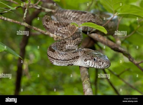 Grey Eastern Rat Snake Pantherophis Alleghaniensis Stock Photo Alamy