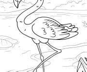 Coloriage Flamant rose gratuit à imprimer