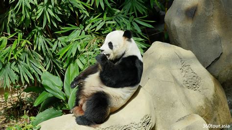 Zoo Negara Malaysia, Selangor – A place to meet the Giant Panda in ...