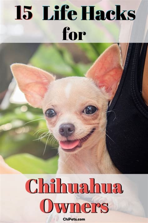 Teacup Chihuahua Care Dogs And Puppies | Chihuahua puppies, Chihuahua owner, Chihuahua puppy ...