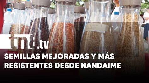 INTA expone en Nandaime sobre semillas más resistentes a las plagas