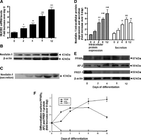 NUCB2 Gene Intracellular Nesfatin 1 Protein Expression And Secretion