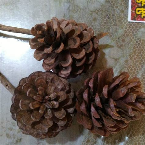 PINE CONE / BLUE PINE at Rs 1/kilogram | Pine Cones in Padappai | ID: 23361605312