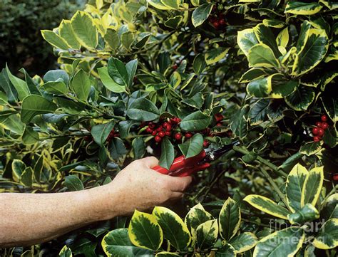 Pruning Variegated Holly Photograph by Geoff Kidd/science Photo Library ...