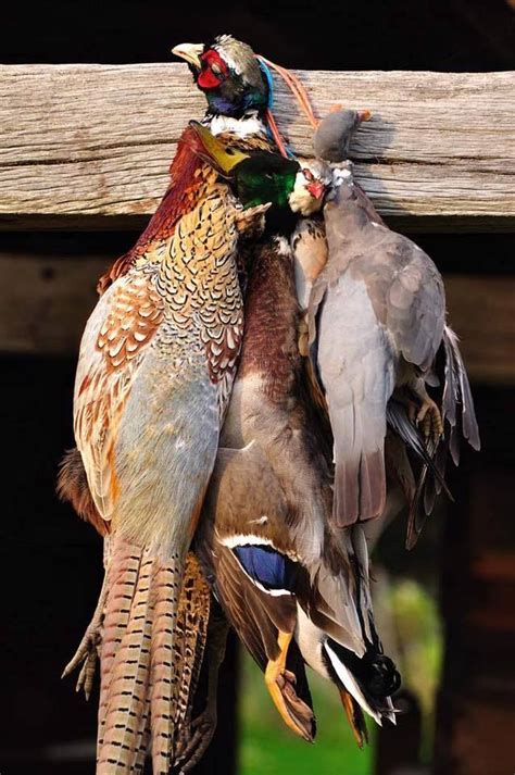 Gentleman Bobwhite Wingshooting Gentleman Outdoor Lifestyle