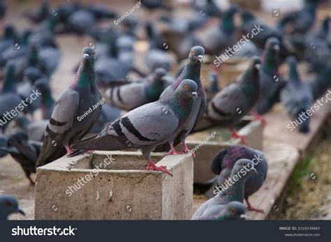 Indian Pigeon Rock Dove Rock Dove Stock Photo 2219339487 | Shutterstock