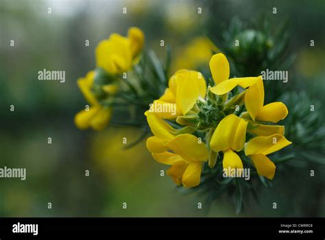 Bach Flower Gorse Hi Res Stock Photography And Images Alamy