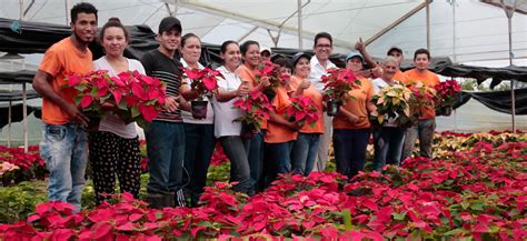 Minagricultura Destaca El Potencial De La Cadena De Plantas Ornamentales