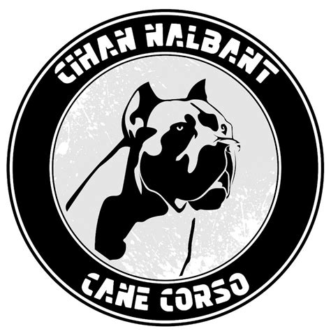 Cane Corso C Han Nalbant Youtube