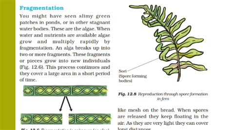 Fragmentation In Plants Diagram Hot Sex Picture