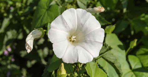 Moon Flower Plant How To Care For Moonflower Vine