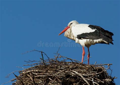 Stork In A Tree Stock Photo Image Of Birdwatching Grass 24389190