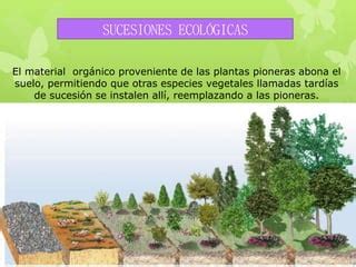 Sucesiones Ecologicas Ppt