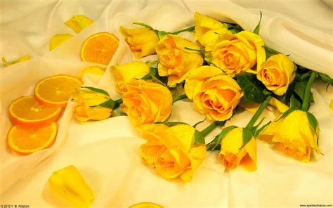 Yellow Rose Wallpapers - Wallpaper Cave