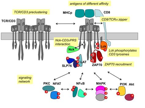 Tcrcd3 Signaling The Intracellular Network Of T Cell Signalling With