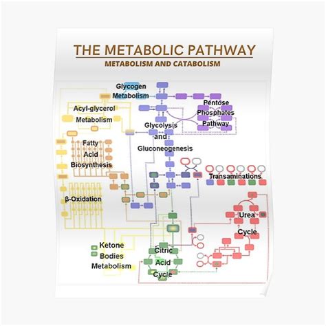 Metabolic Pathway Illustration Poster For Sale By Sciencestores