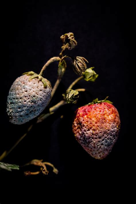 Rotting-fruit art points up plants in peril : DamnInteresting