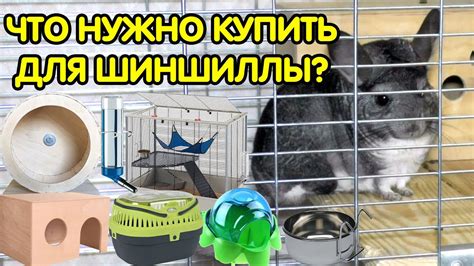 Что нужно купить для шиншиллы (список). Аксессуары для шиншиллы - YouTube