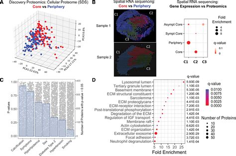 Proteomic Atlas Of Atherosclerosis The Contribution Of Proteoglycans