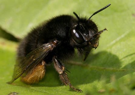 Digger (Burrowing) Bees | Urban Garden Ecology