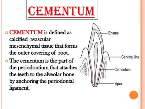 Cementum