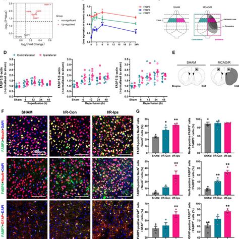 schematic diagram   involvement  fabp  fabp