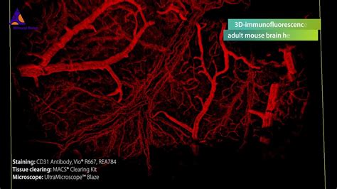 Mouse Brain Vasculature Visualized By 3D Immunofluorescence Using CD31