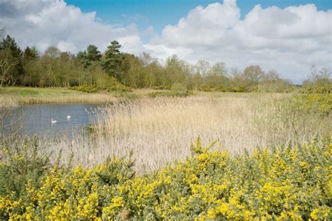 Pensthorpe Natural Park - Wells Guide