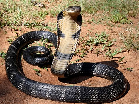 12 Facts About King Cobras Always Learning