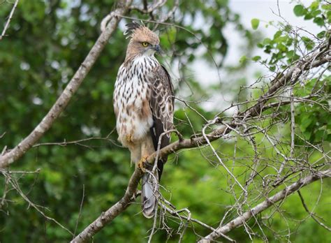 Crested Hawk Eagle Crested Hawk Eagle Spizaetus Cirrhatus Flickr