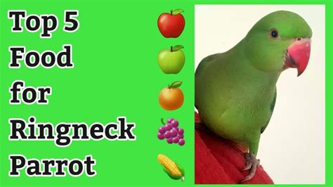 Top 5 Foods for Ringneck Parrot | Parrot Eating Food| Fruits #parrots ...