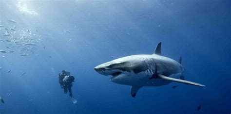 Shark Cage Diving in Gansbaai History | Shark Zone Blog