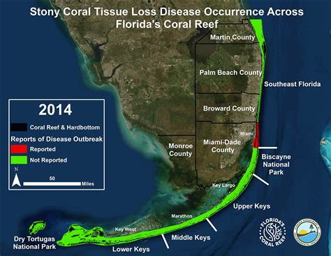 Florida's Coral Reef Disease Outbreak | Florida Keys National Marine ...