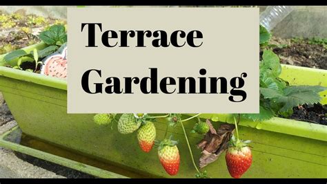 Terrace Gardening Guide Youtube