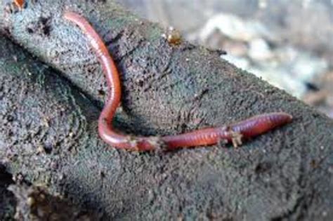 Where Can I Buy Red Wiggler Worms Locally