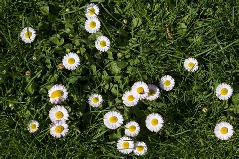 English Daisy Care Tips For Growing English Daisy Flowers