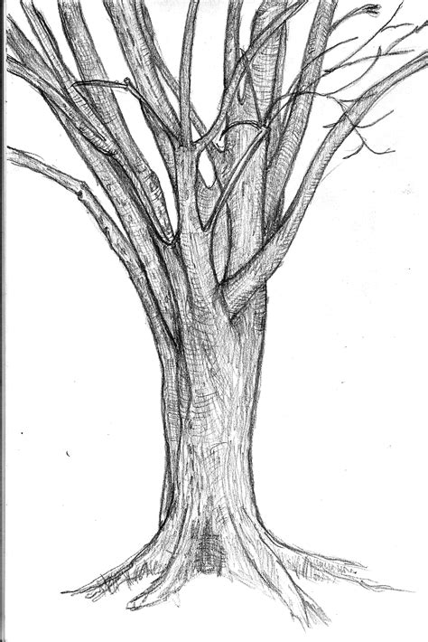 Tree Bark Texture Drawing at GetDrawings | Free download