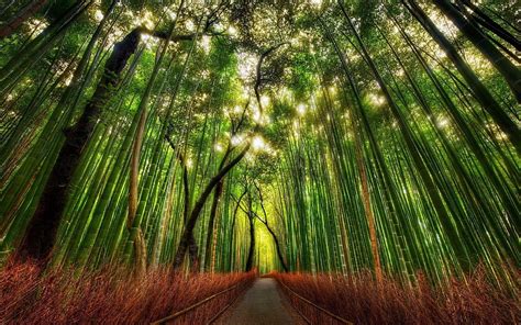 Bamboo Forest Arashiyama Kyoto Hd Wallpaper Pxfuel