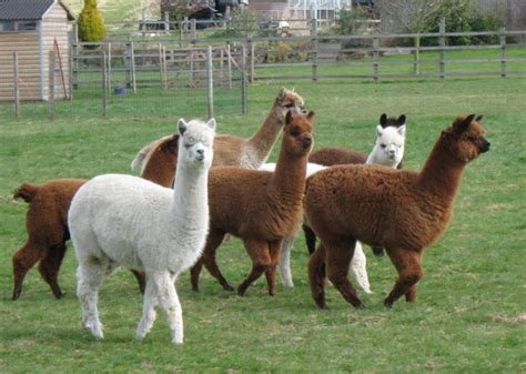 Raising Alpacas 101